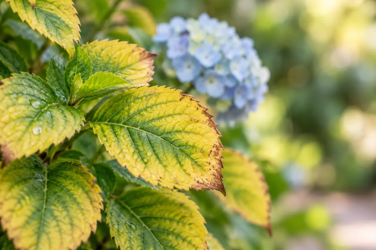 Les feuilles jaunes de l’hortensia révèlent souvent un problème d’arrosage ou de pH